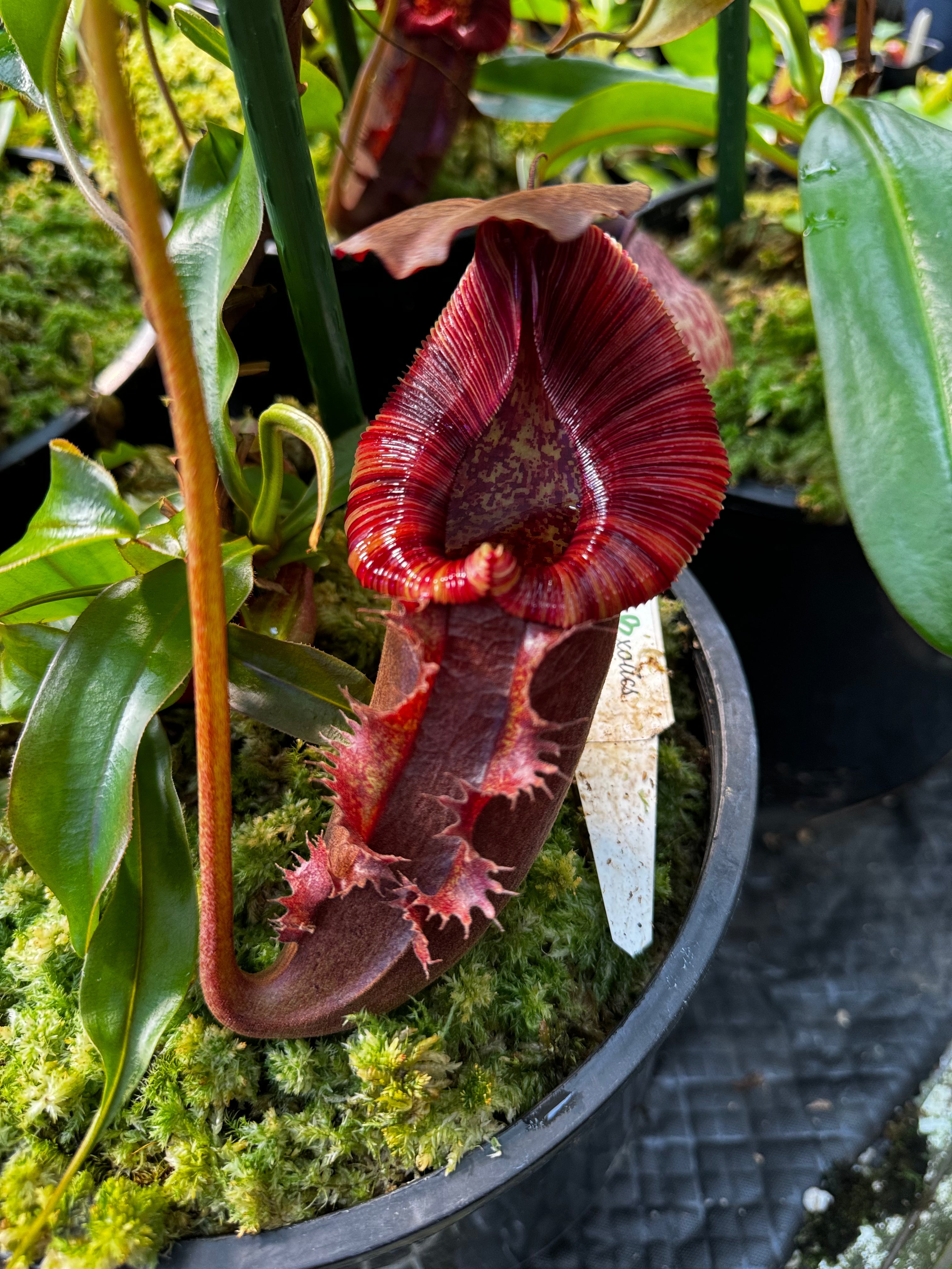 Nepenthes – AGE Tropicals