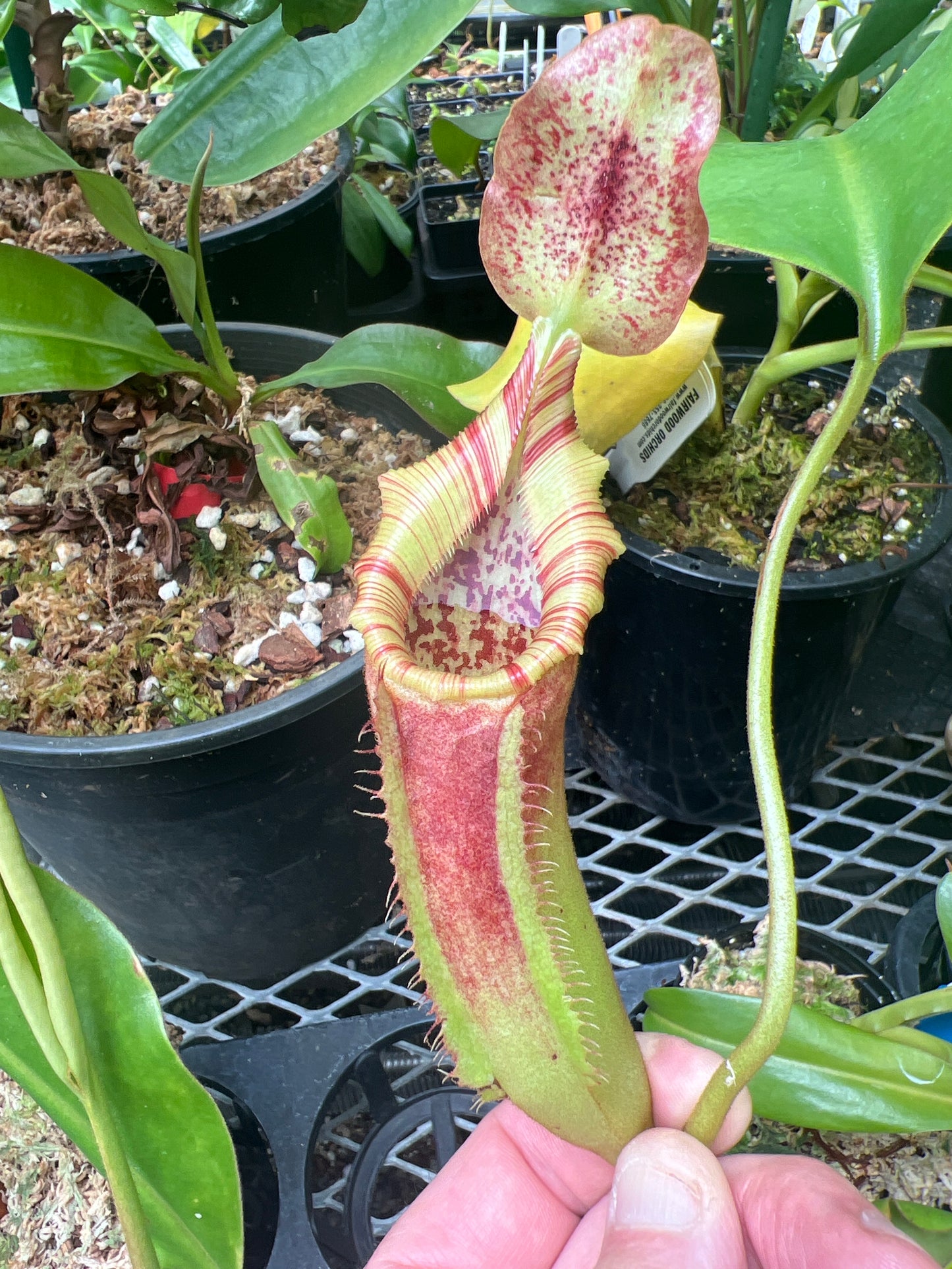 Nepenthes veitchii x lowii division
