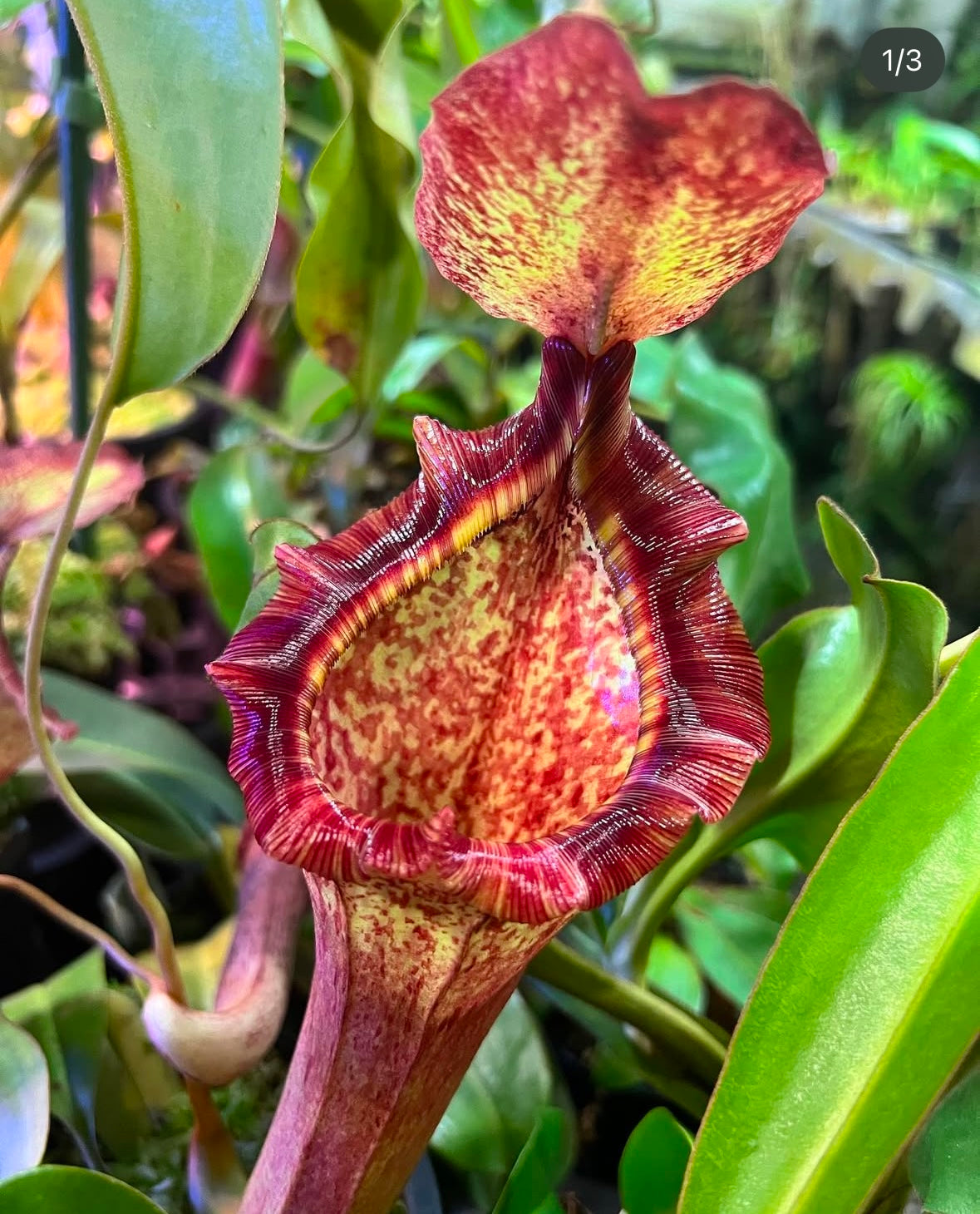Nepenthes (lowii x veitchii) yellow x boschiana Potted *SAMPLE*
