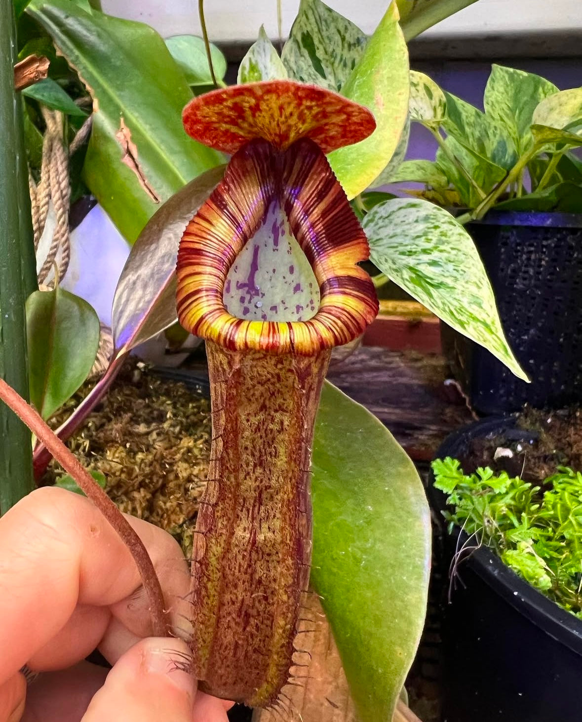 Nepenthes (spectabilis x truncata) x boschiana clone A (EP) division *SAMPLE*